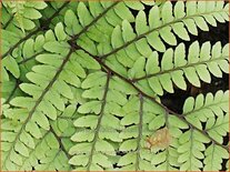 Athyrium otophorum 'Okanum'