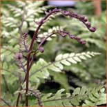 Athyrium otophorum 'Okanum'