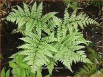 Athyrium otophorum 'Okanum'