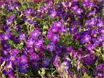 Aubrieta &#39;Kitte&#39;