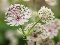 Astrantia major