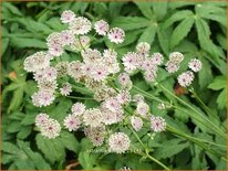 Astrantia major