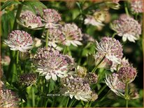 Astrantia major &#39;Buckland&#39;