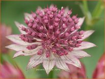 Astrantia major &#39;Roma&#39;