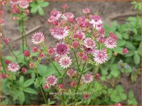 Astrantia major &#39;Roma&#39;