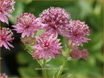 Astrantia major &#39;Roma&#39;