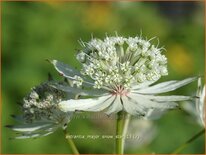 Astrantia major &#39;Snow Star&#39;