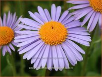 Aster tongolensis 'Wartburgstern'