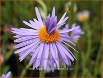 Aster tongolensis 'Wartburgstern'