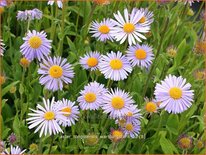 Aster tongolensis 'Wartburgstern'