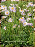 Aster tongolensis 'Wartburgstern'