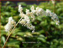 Astilbe &#39;Brautschleier&#39;