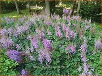 Astilbe chinensis &#39;Pumila&#39;