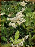 Astilbe &#39;Gladstone&#39;