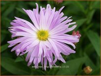 Aster novi-belgii 'Fellowship'