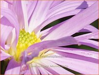 Aster novi-belgii 'Fellowship'