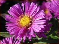 Aster novi-belgii 'Patricia Ballard'