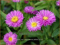 Aster novi-belgii 'Patricia Ballard'