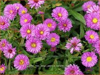 Aster novi-belgii 'Patricia Ballard'