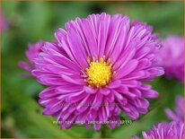 Aster novi-belgii 'Patricia Ballard'