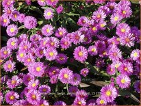 Aster novi-belgii 'Patricia Ballard'