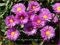 Aster novi-belgii 'Patricia Ballard'