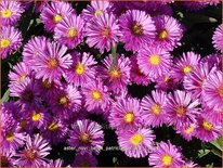 Aster novi-belgii 'Patricia Ballard'