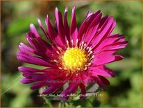 Aster novi-belgii &#39;Winston Churchill&#39;