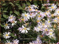 Aster pyrenaeus &#39;Lutetia&#39;