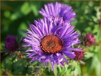 Aster novae-angliae &#39;Purple Dome&#39;