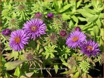 Aster novae-angliae &#39;Purple Dome&#39;