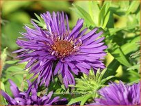 Aster novae-angliae &#39;Purple Dome&#39;