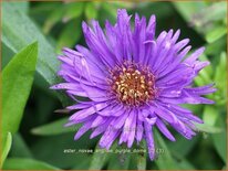 Aster novae-angliae &#39;Purple Dome&#39;