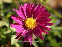 Aster novi-belgii &#39;Crimson Brocade&#39;