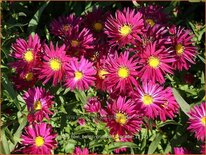 Aster novi-belgii &#39;Crimson Brocade&#39;