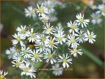 Aster ericoides 'Schneetanne'