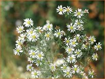 Aster ericoides 'Schneetanne'