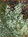 Aster ericoides 'Schneetanne'