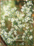 Aster ericoides 'Schneetanne'