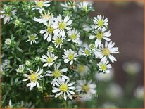 Aster ericoides &#39;Snowflurry&#39;