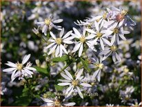 Aster cordifolius &#39;Silver Spray&#39;