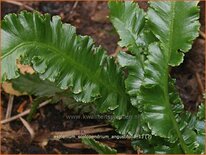 Asplenium scolopendrium 'Angustifolia'