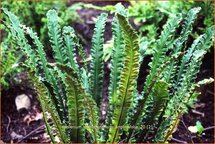 Asplenium scolopendrium 'Angustifolia'