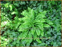 Asplenium scolopendrium 'Angustifolia'