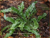 Asplenium scolopendrium 'Angustifolia'