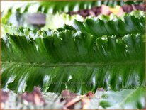 Asplenium scolopendrium 'Angustifolia'