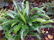 Asplenium scolopendrium 'Angustifolia'