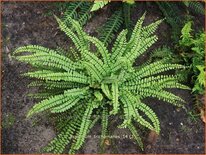 Asplenium trichomanes