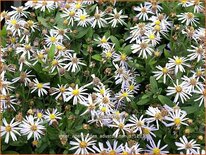 Aster ageratoides &#39;Adustus Nanus&#39;