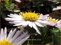 Aster ageratoides 'Asmoe'